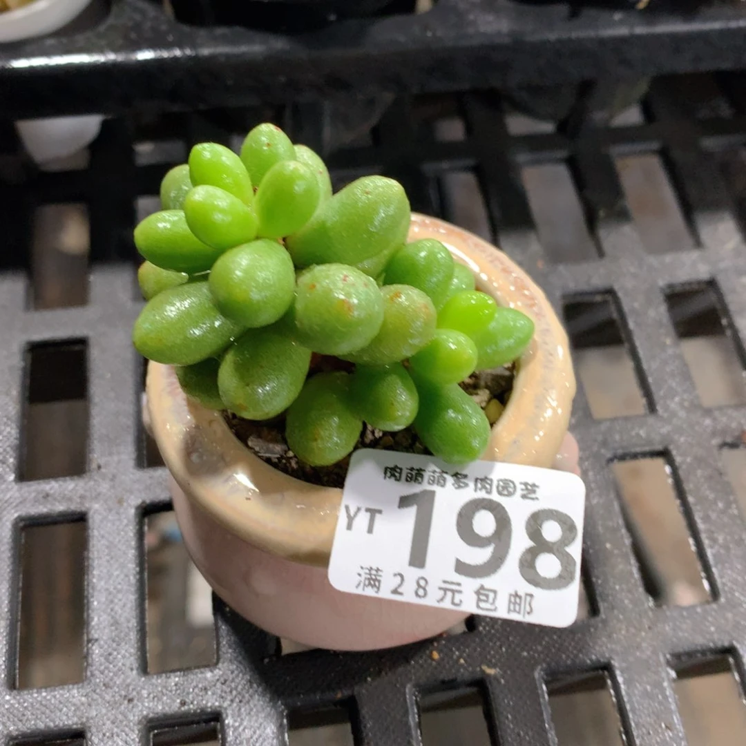 肉萌萌拇指盆精控多肉YT198