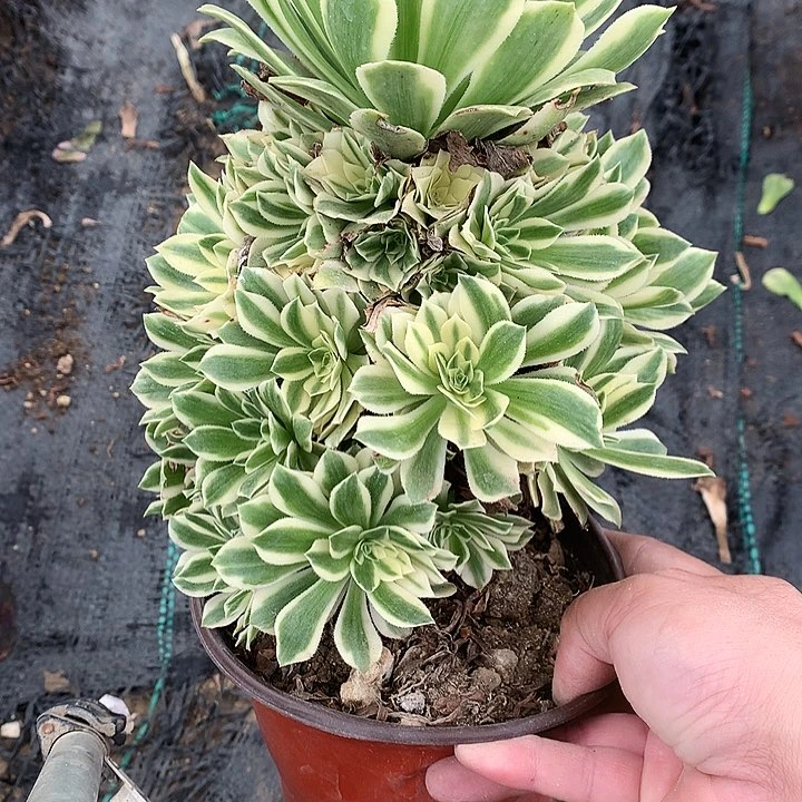 516艳凝多肉植物