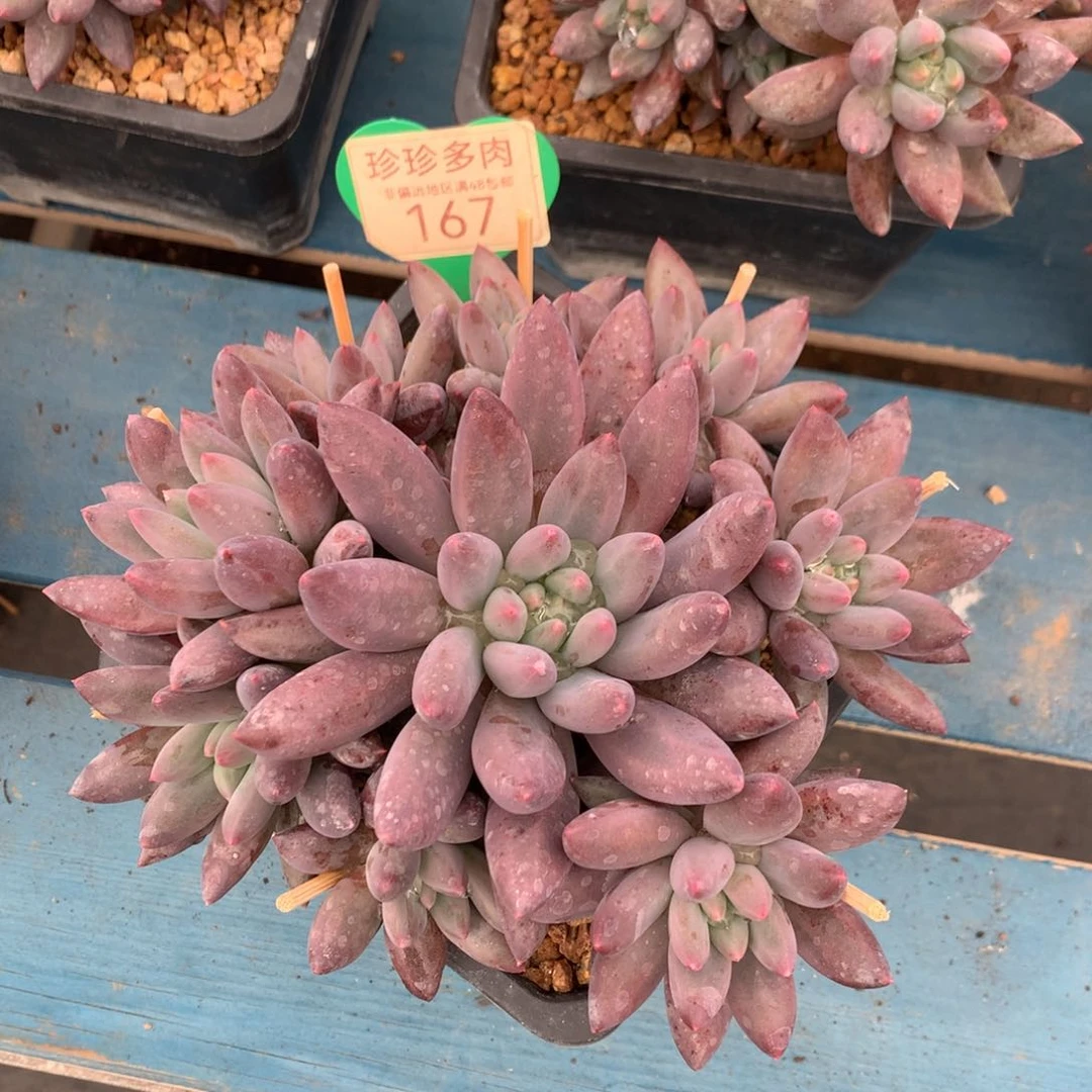 红蜻蜓老桩捧花167