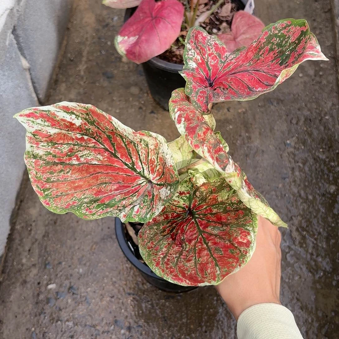 泰国彩叶芋708-0121 多肉