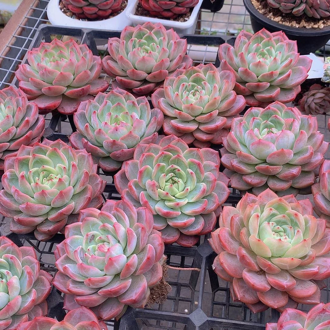 中号红鸾567889000000