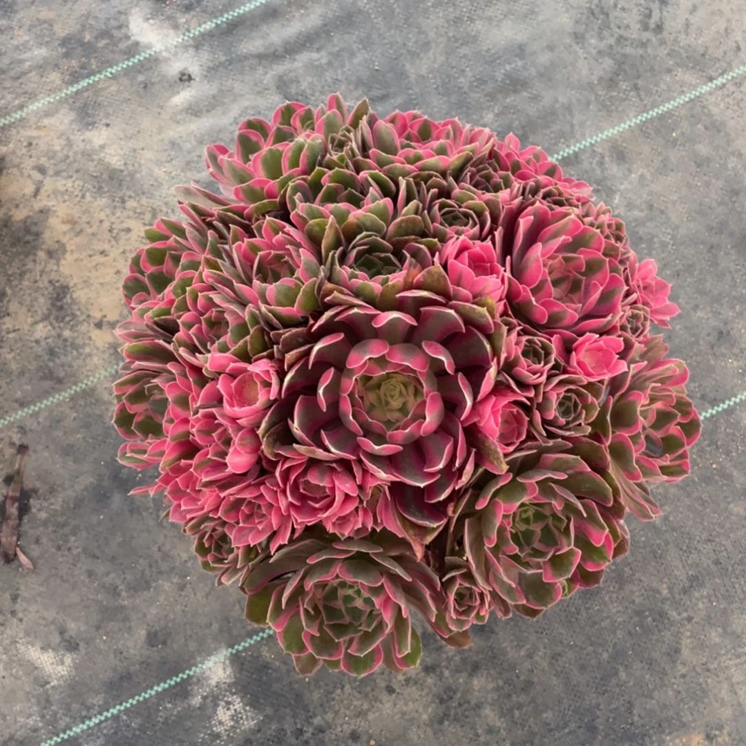 茶杯紫砂伊**白6660发货男神