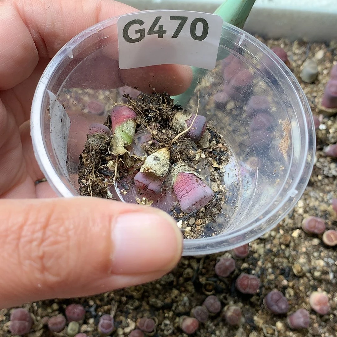 G470多肉植物保护