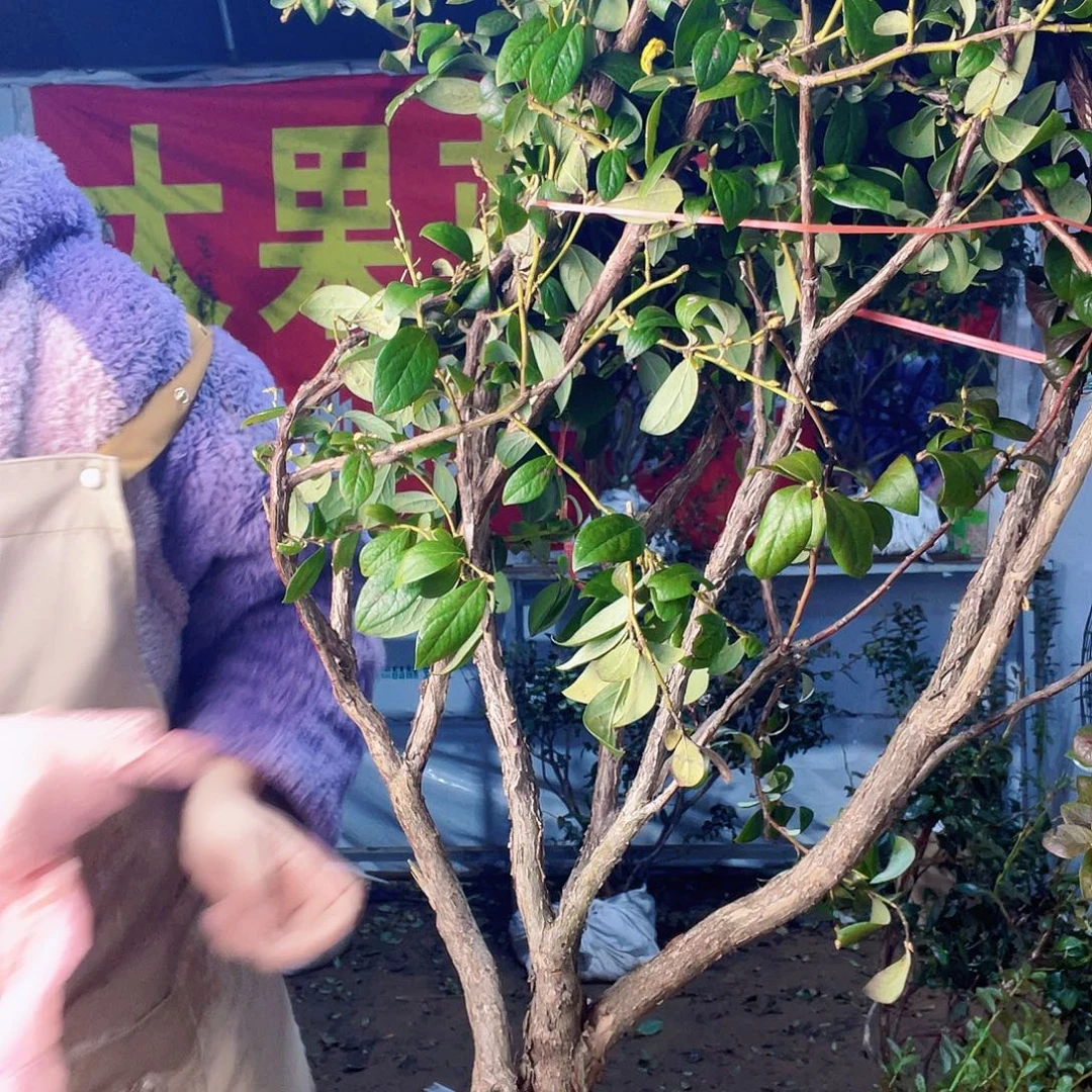 完全开放大果纯甜无酸蓝莓