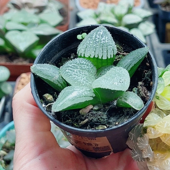 稻***人天空之镜。锦两颗无根福利