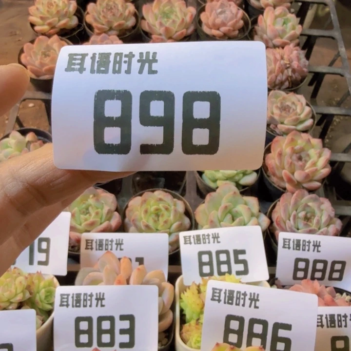 盲盒，qqqwwawwwsaaaa