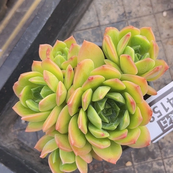 翠鸟24158多肉植物