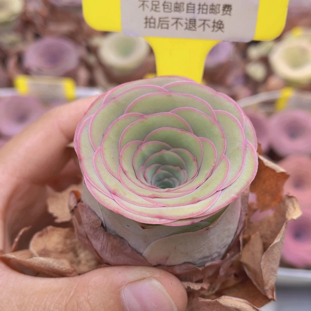 山地玫瑰C270满38包邮裸根发货