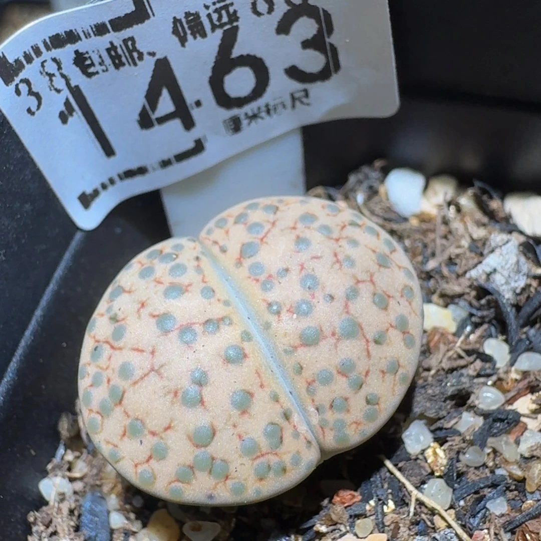 Ssss精品生石花1463