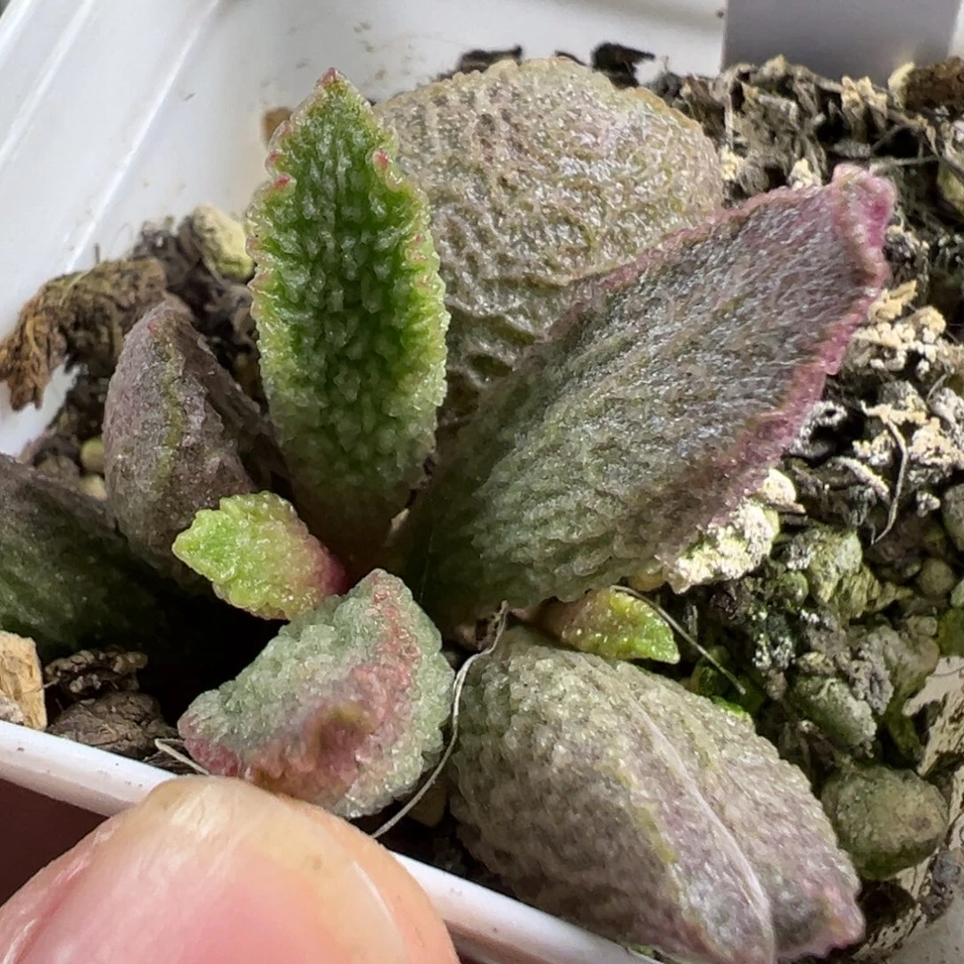 w八爪鱼造型实生新品多肉植物