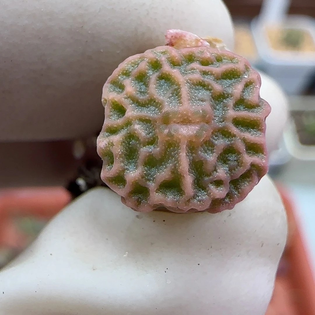 113超级烧麦优选