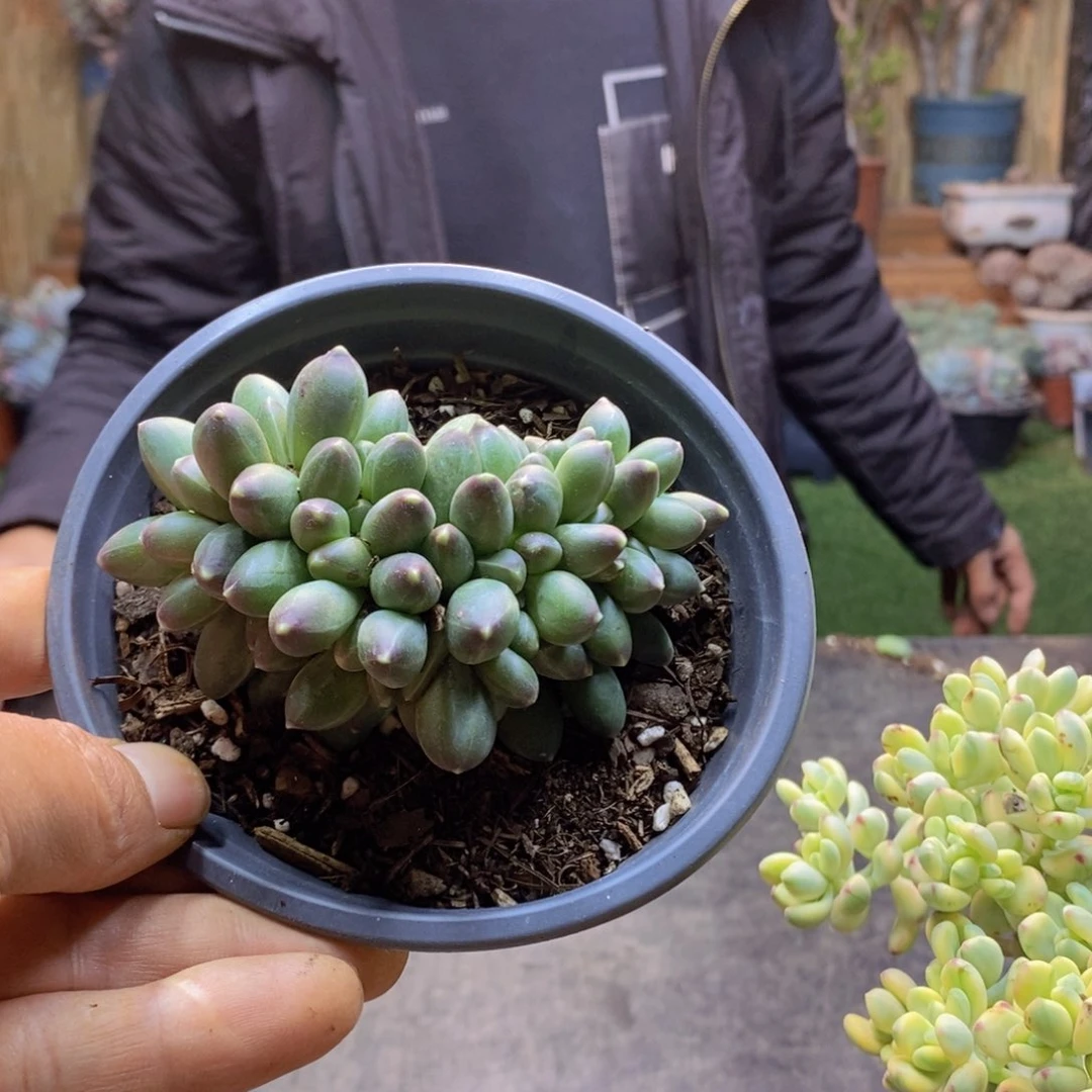 ?****?37号千代田缀多肉