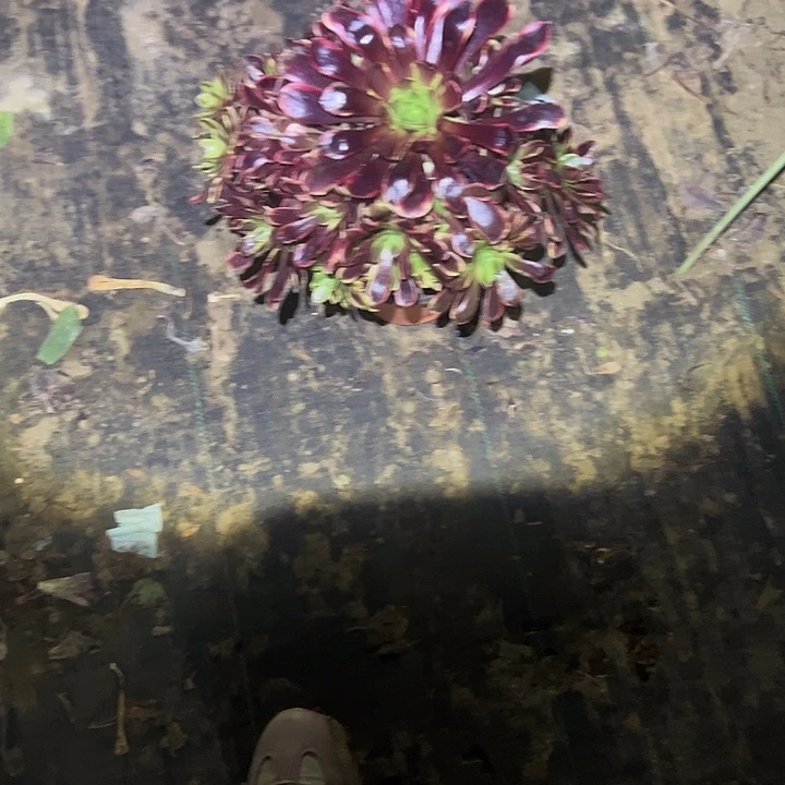 不包侧枝一物一拍22