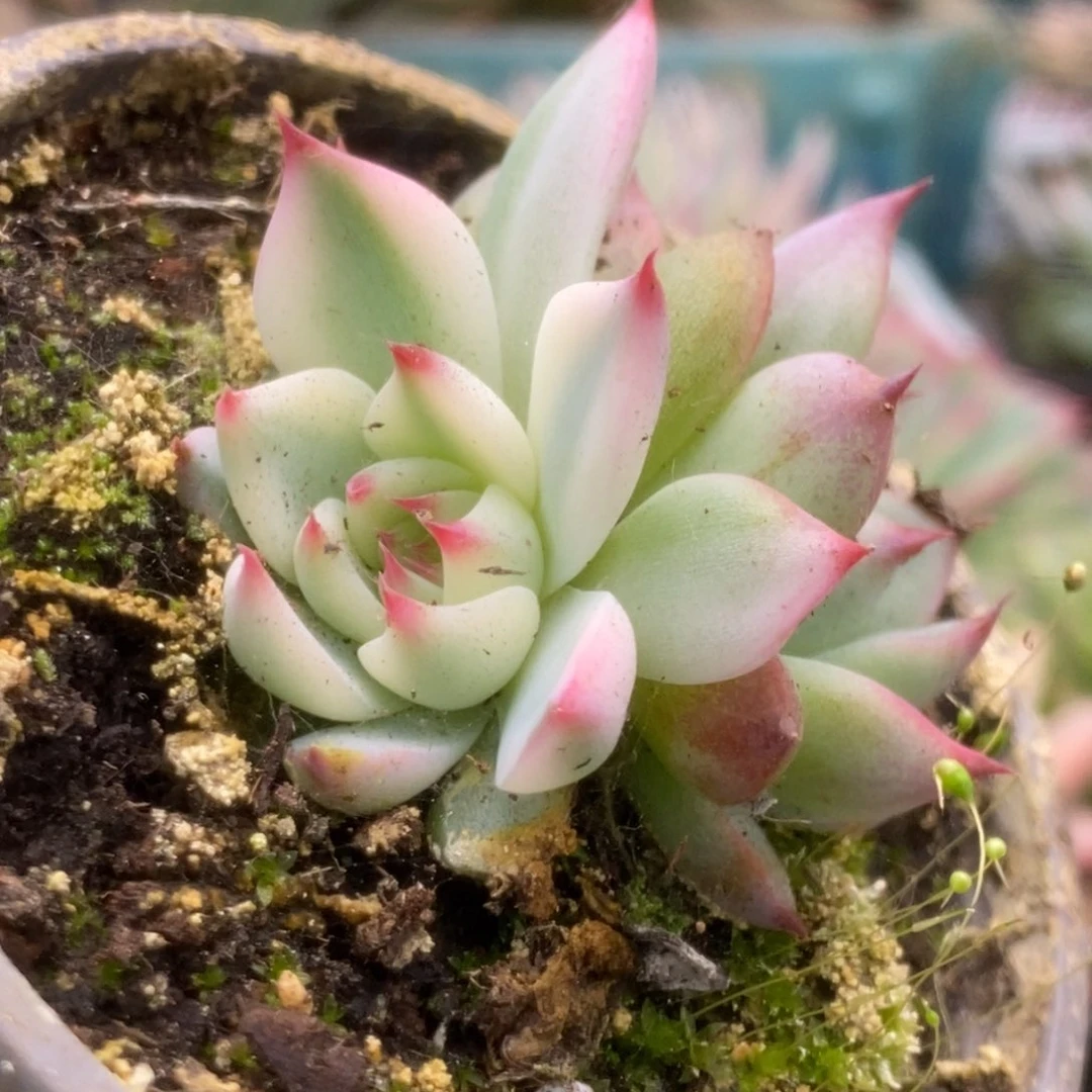 094锦锦锦锦锦锦锦锦