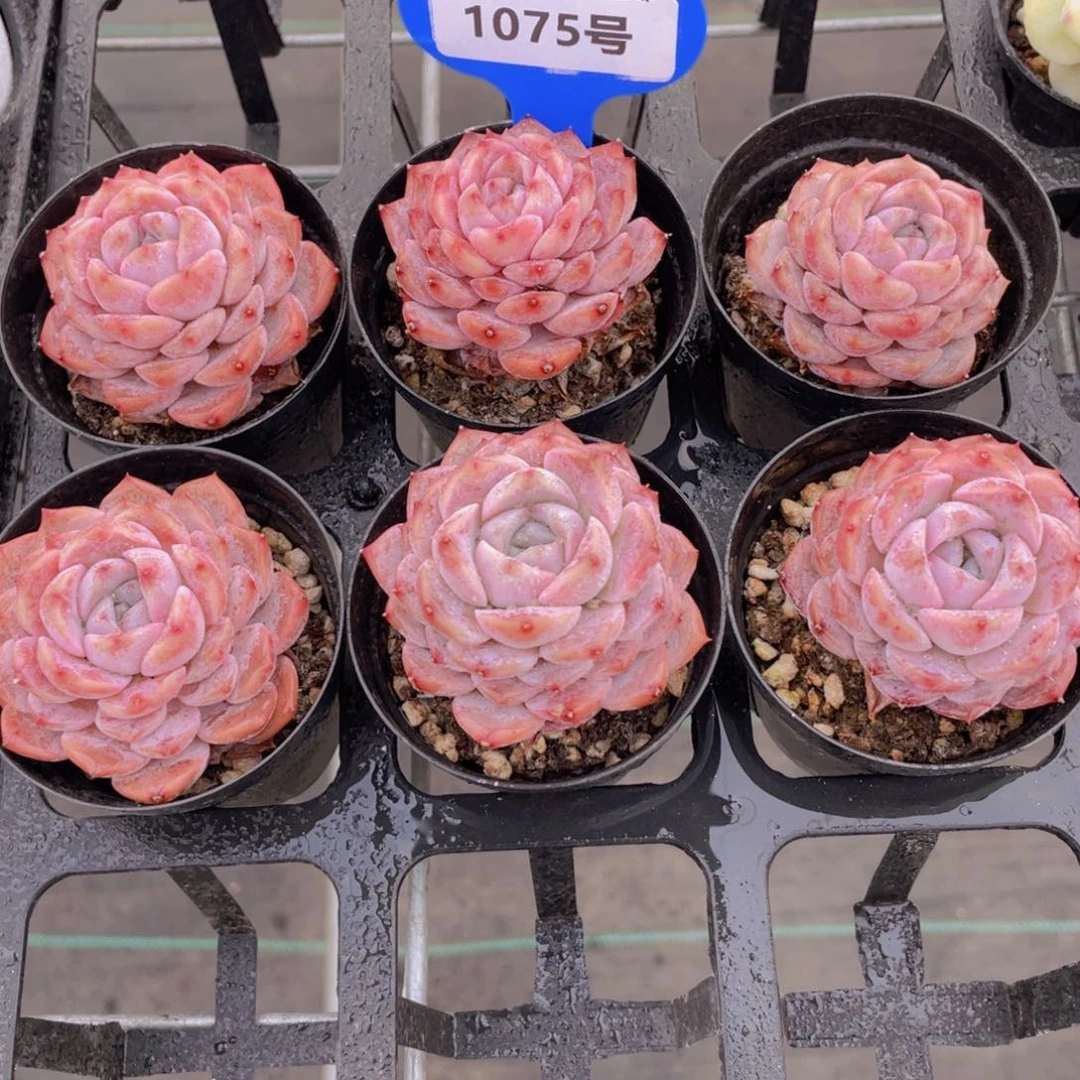 1075号 全状态格瑞斯单头两个