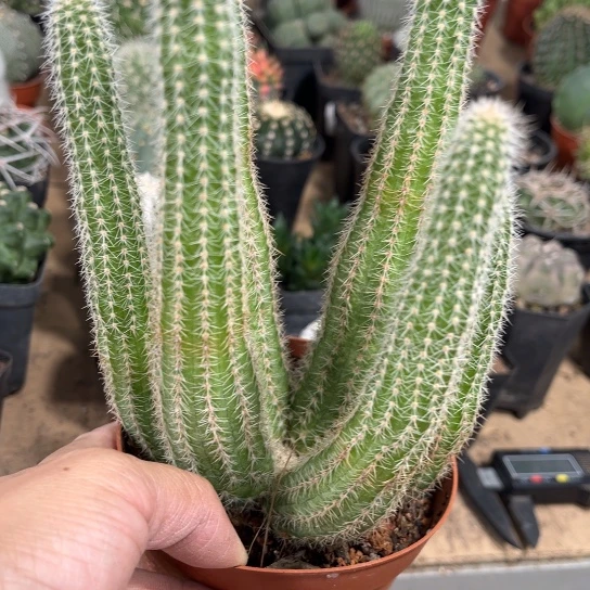 完全开放维罗纳白檀