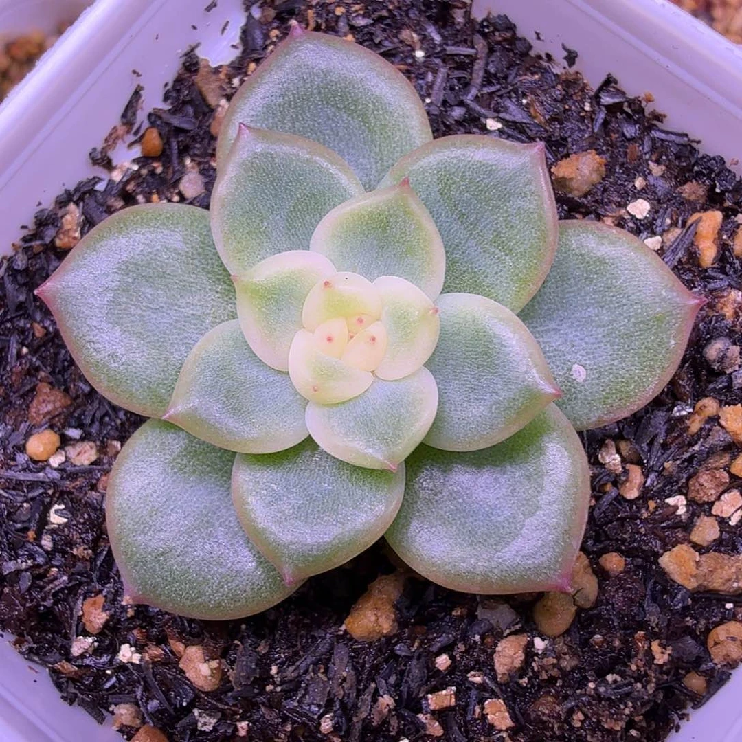 末思量叶插苗一物一拍