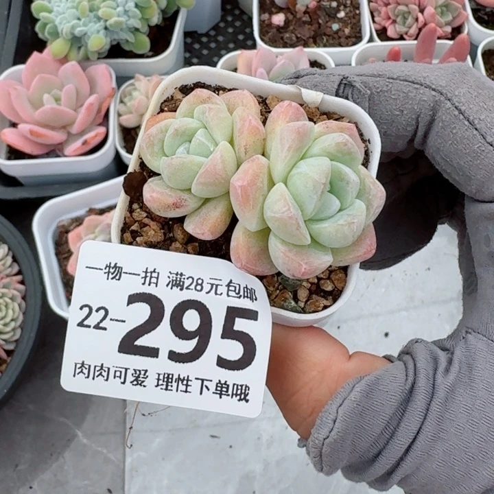 冰玉无盆土发货无盆土发货无