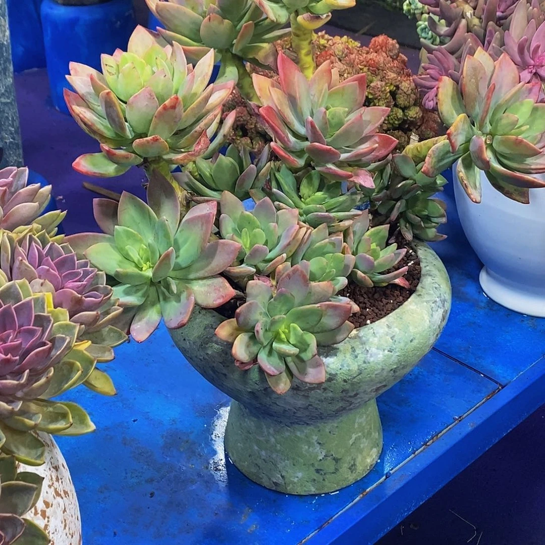 灌****茶芒果美人多肉植物带盆物流自理