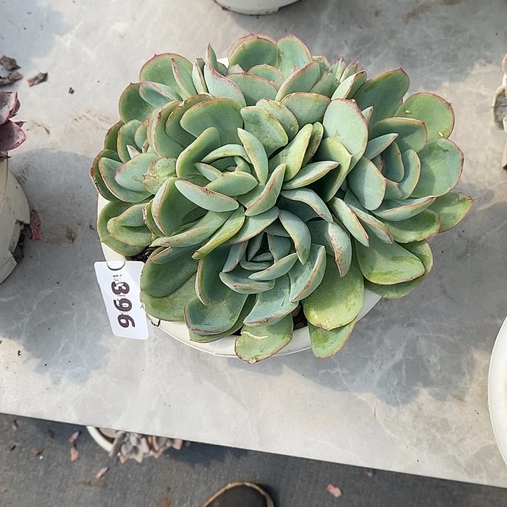 一***菲396晨露多肉植物多肉