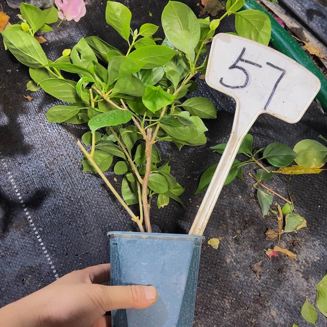 当前无花栽培后可以开花  水果酒 方盆  57