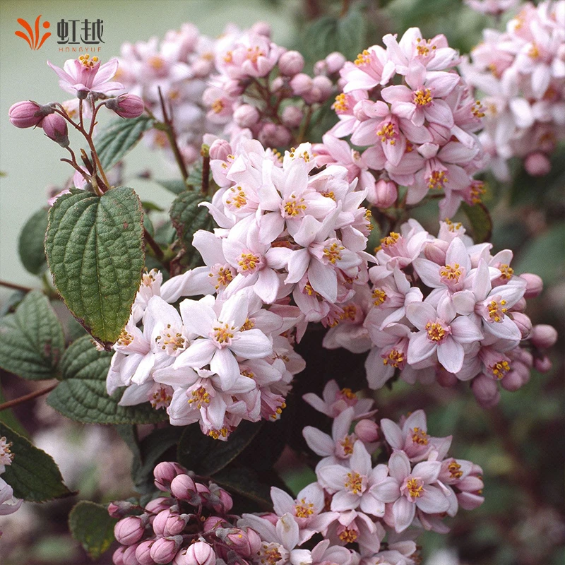 HONGYUE/虹越进口溲疏盆栽夏樱花盆栽苗 庭院花园多年生花灌木苗