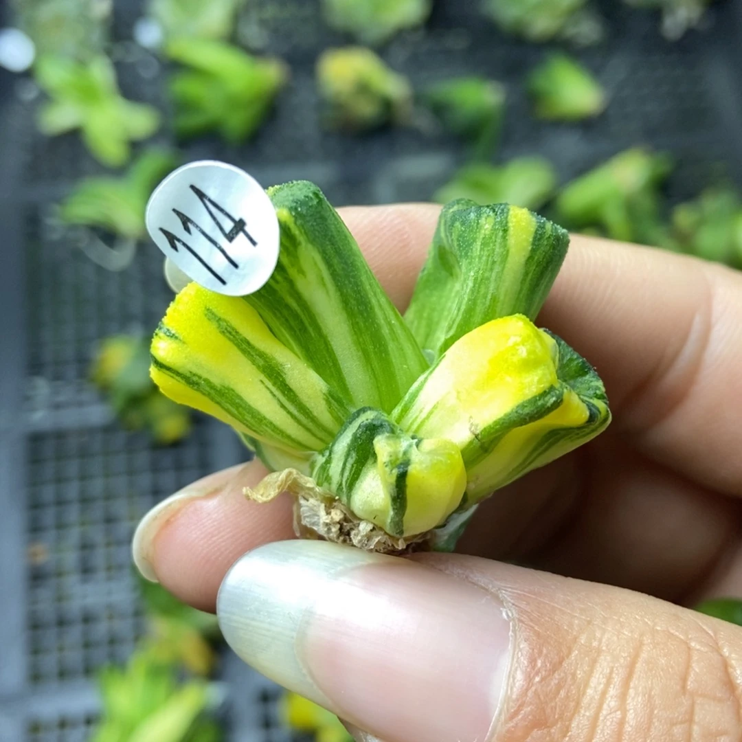 是是是是是是是是是寿