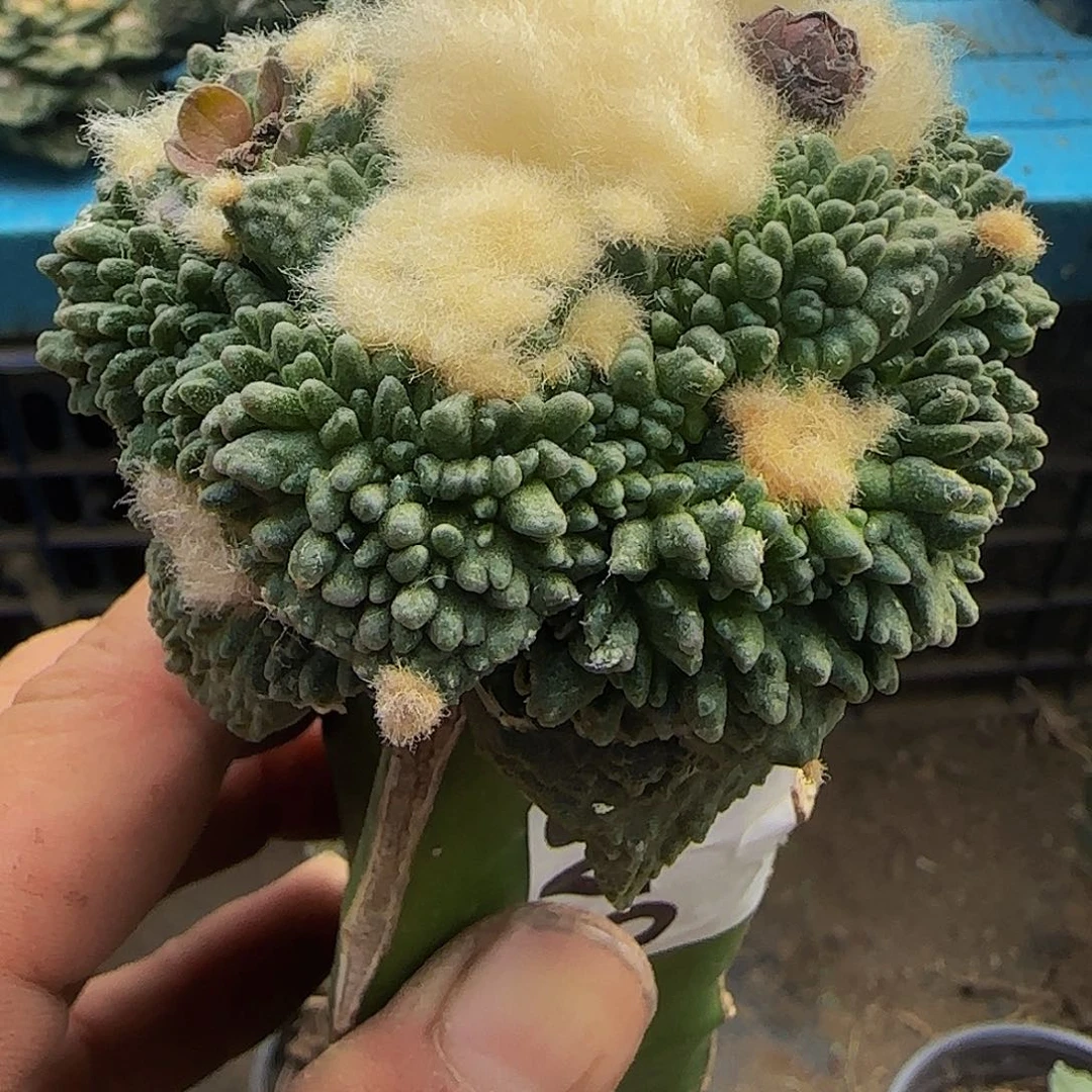 炸尤哥怒540仙人球开花