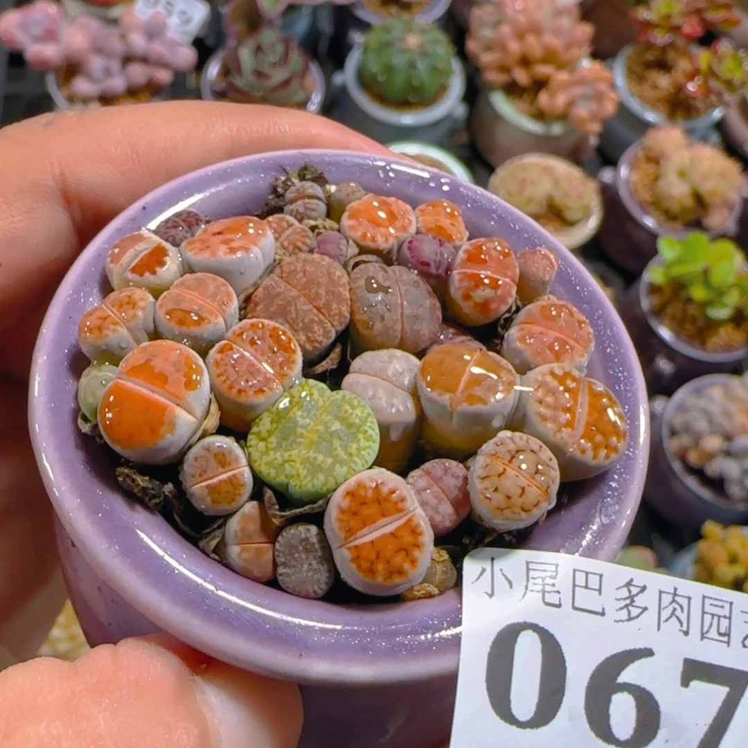 AM小尾巴5CM迷你拇指盆栽精控多肉067