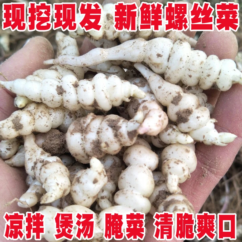 现挖宝塔菜新鲜螺丝菜地环甘露子地葫芦地牯牛地溜子玉环农家蔬菜