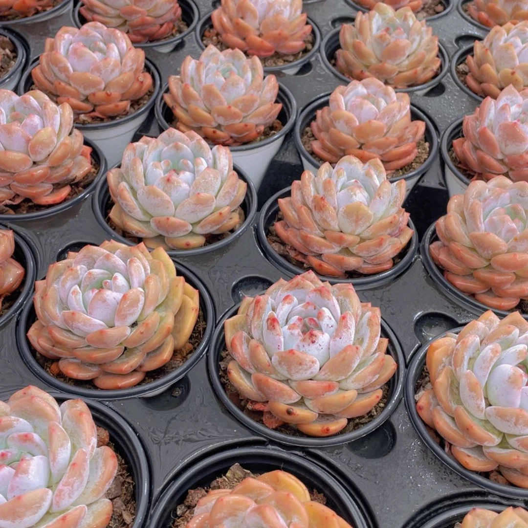 1471号 开播福利果冻韩版仙女橙大单头3个