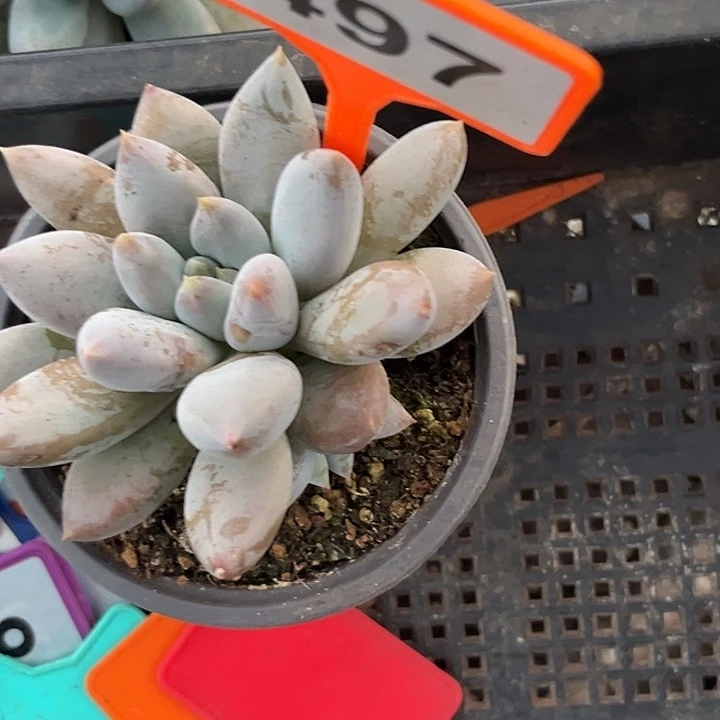 多肉植物哥特单头497