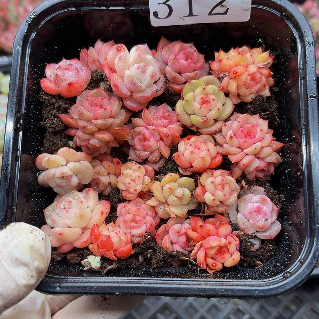 多肉植物多肉植物312