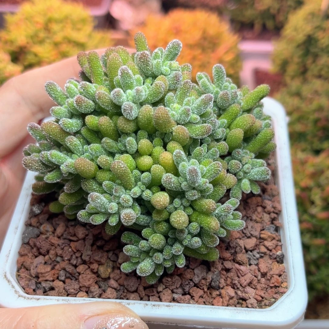 097实生冰晶可爱多肉植物