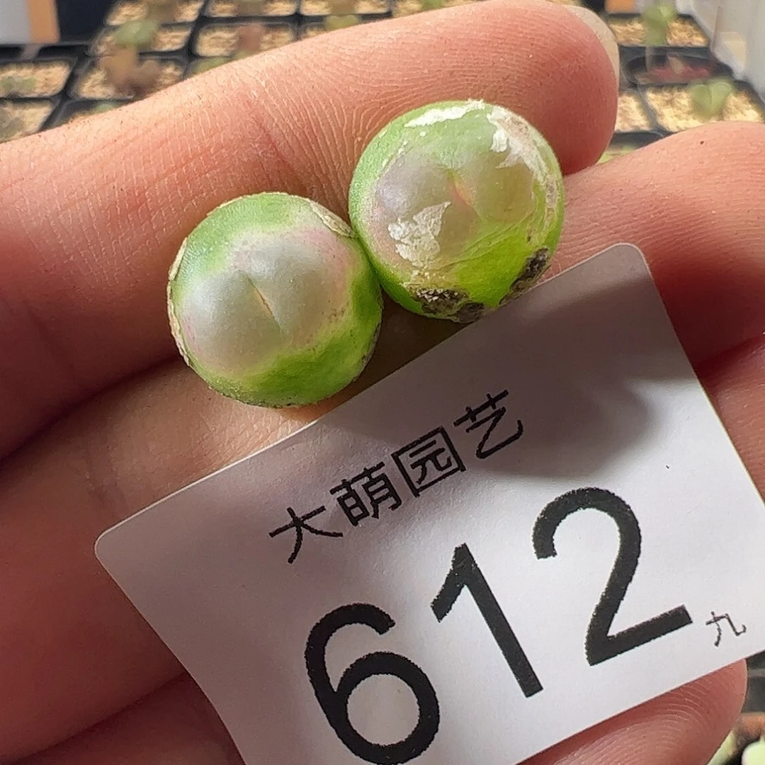 一物一拍微瑕福利612