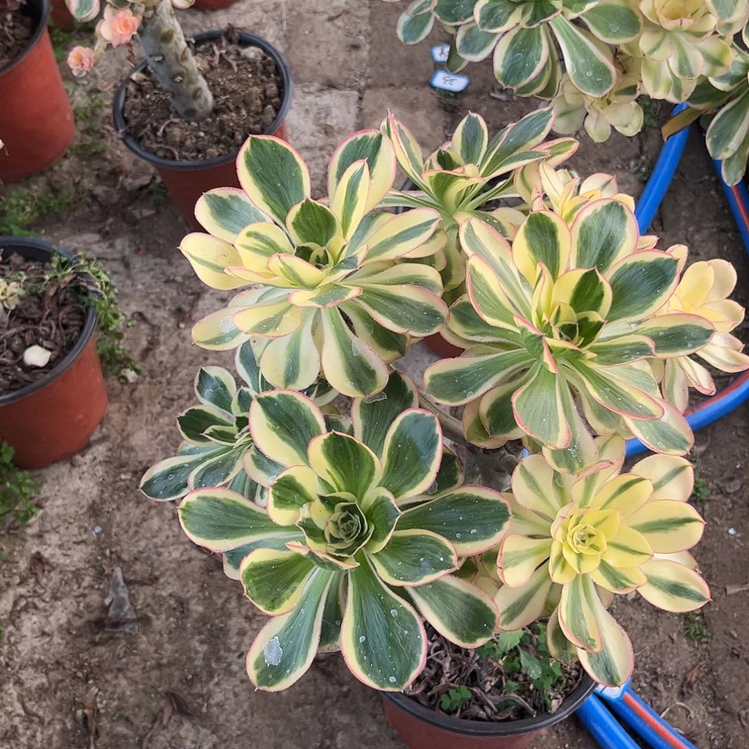 14燕姿无主头法师多肉植物