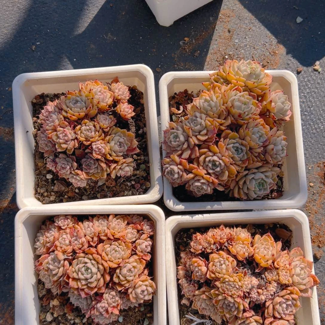 纱罗姬牡丹，满18包邮