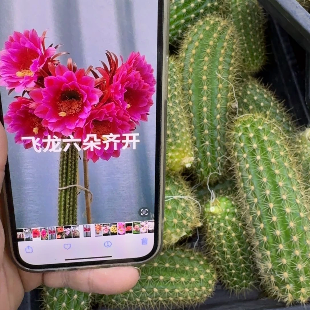 331毛飞龙歪无根侧牙8公分左右，20包邮