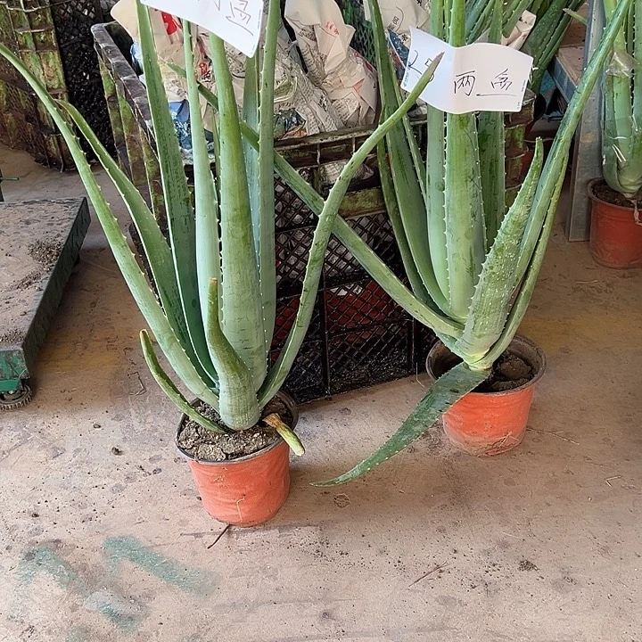 无花朵2盆盆栽，2袋肥料