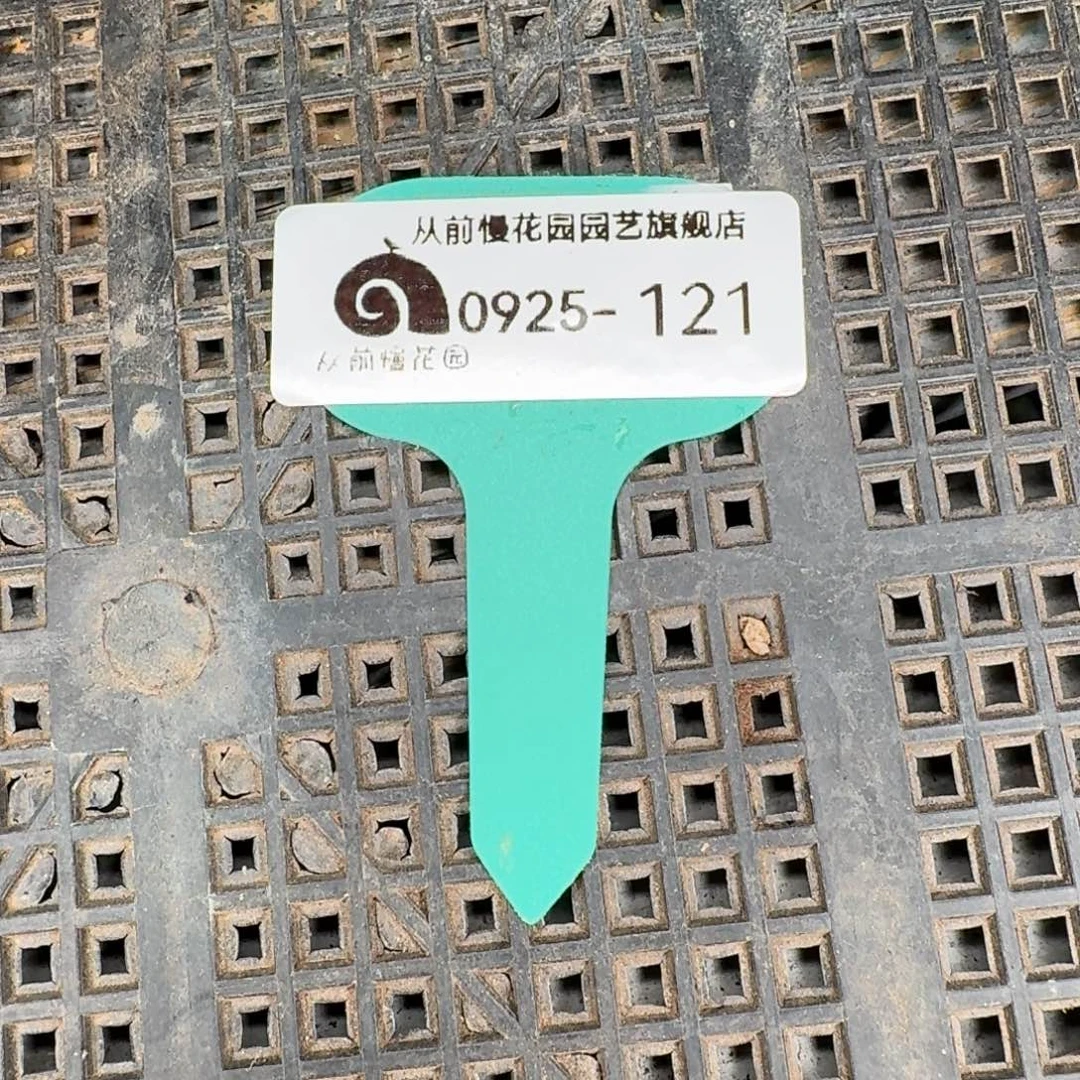 从前慢多肉精选编号0925.121