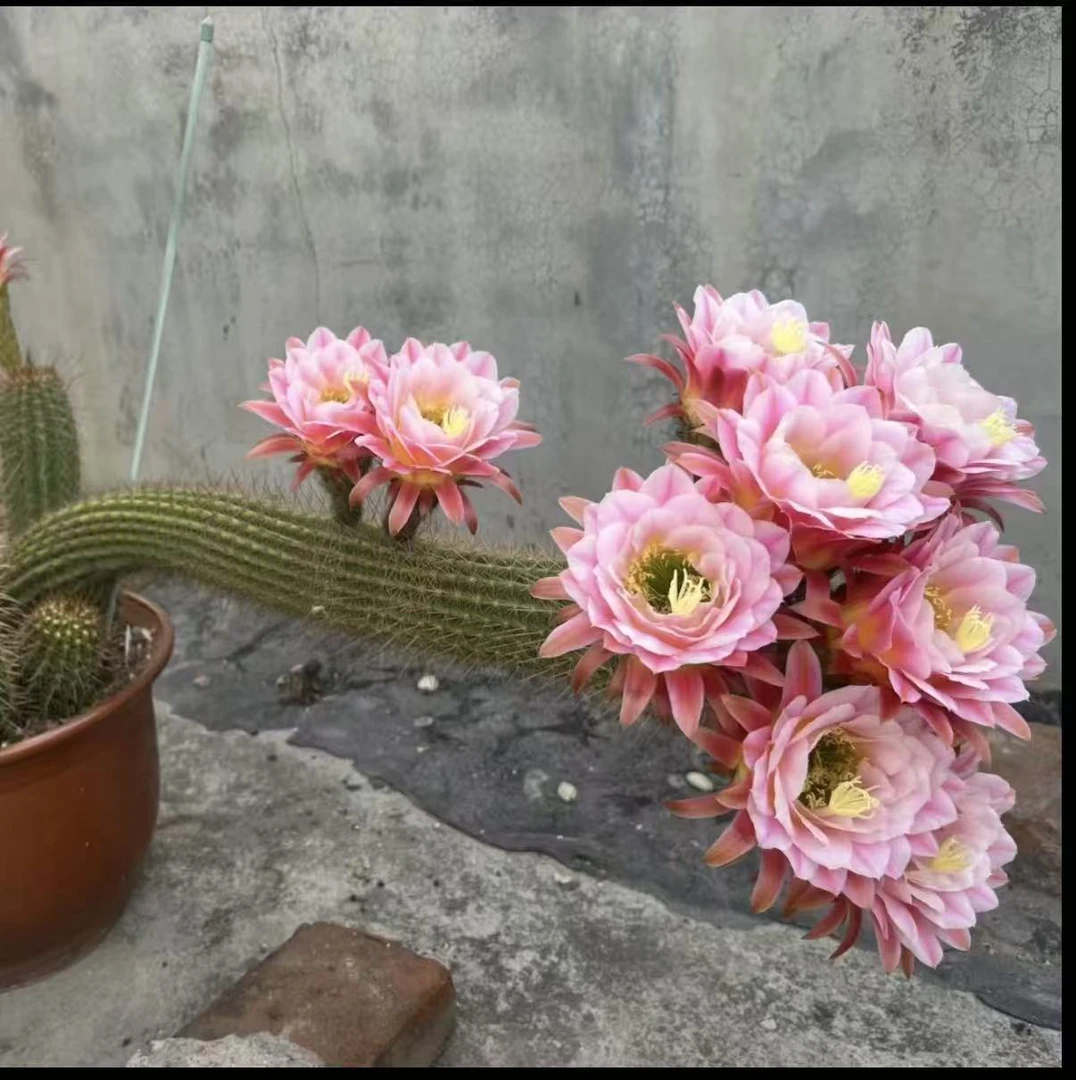 曙光15cm+  仙人球夏型种绿植盆栽桌面阳台办公室摆件