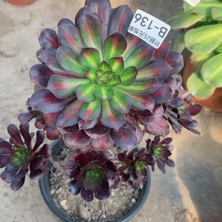 136晚霞多肉12345678