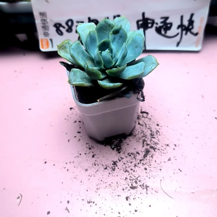 冰梅贝瑞，满8.8包邮发货谢谢