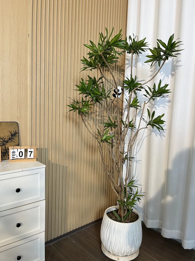 百合竹室内大型老桩绿植北欧风客厅办公室基地造型盆栽好养轻奢