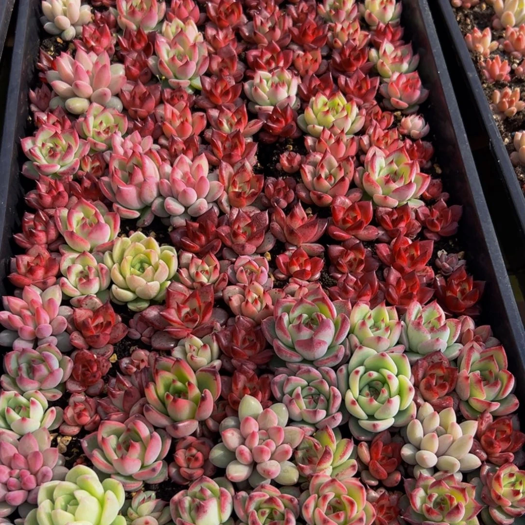 流***云182的最后一天了啊我的天