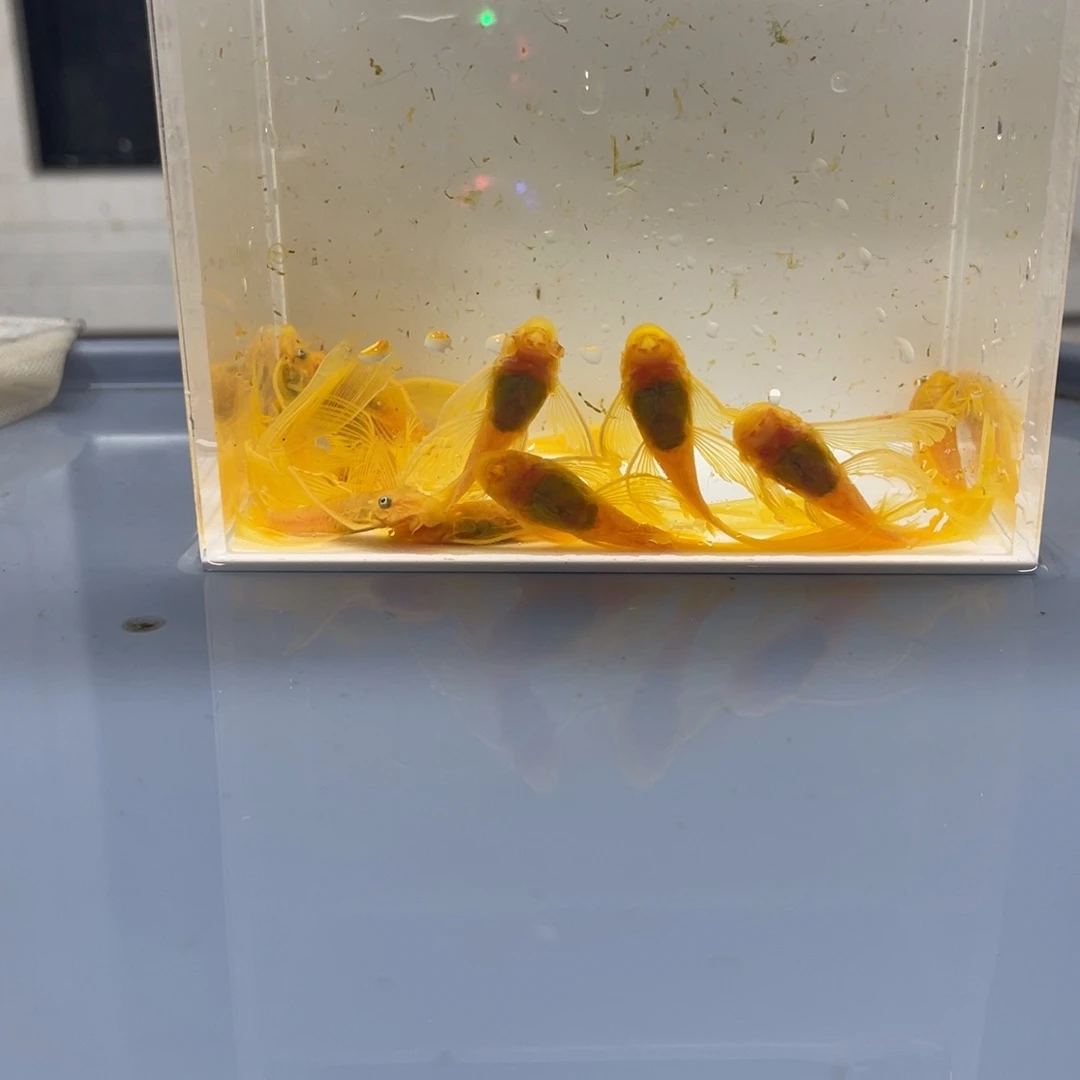 清道夫鱼大大号帆10条