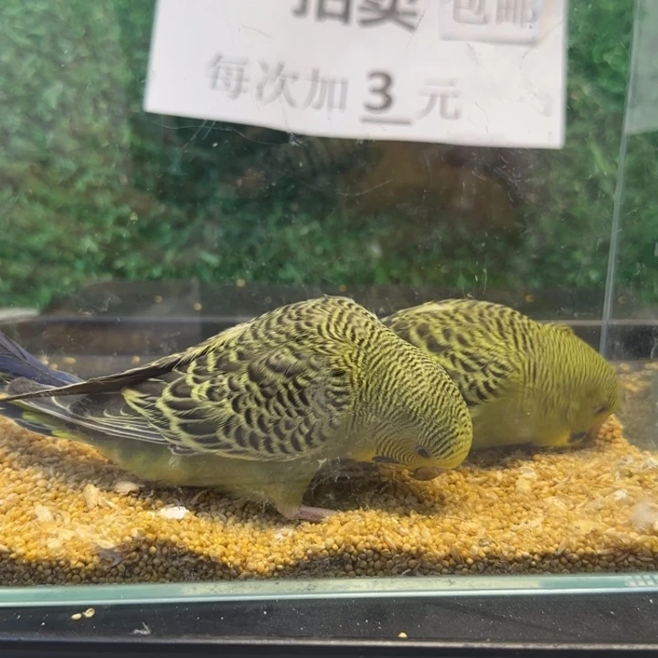 虎皮鹦鹉大头虎皮鹦鹉