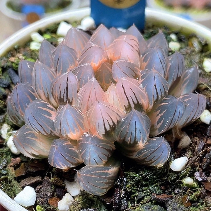 497糊斑霓虹燈錦母本特選福利