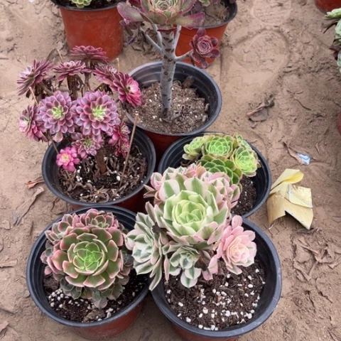 052多肉植物组合，