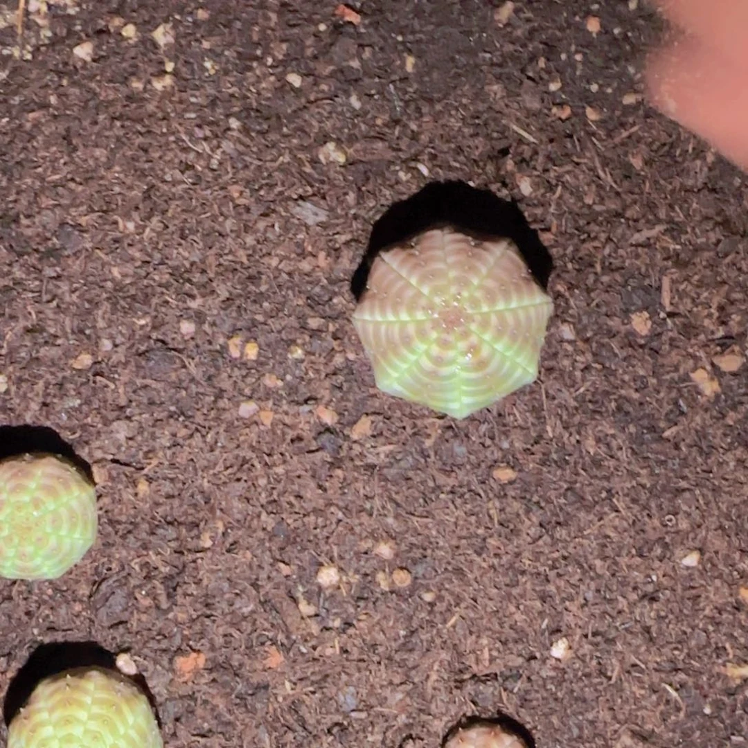 K***n块根植物块根植物